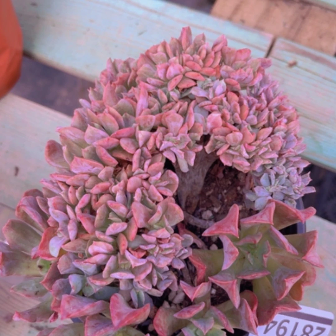 【闪购商品】黑鹰缀28194