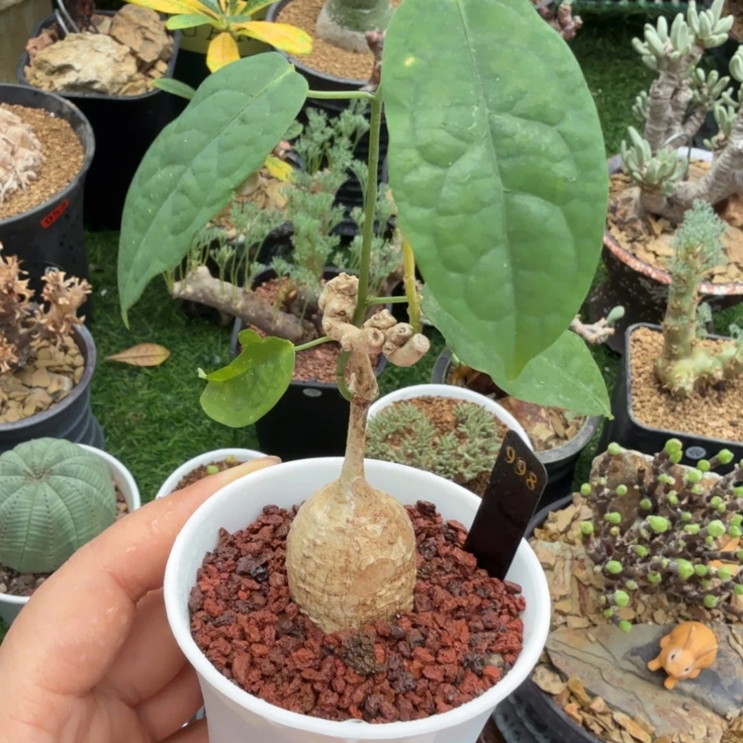 白皮西番莲998仙人掌