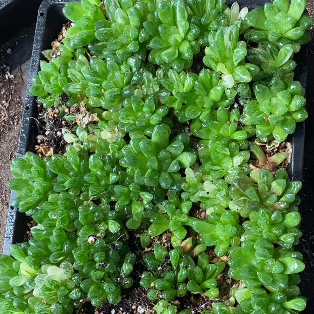 2424 一颗实生苏皇玉露 双蛋整点福利