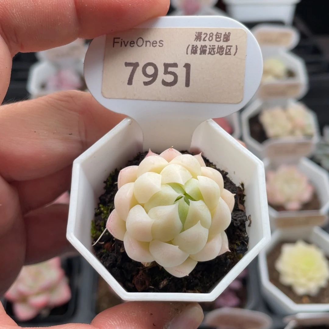 麦秆7951-3.5厘米