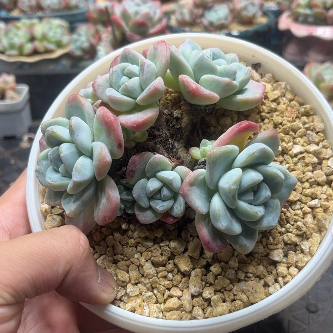 066冰玉老桩飘枝12厘米6头