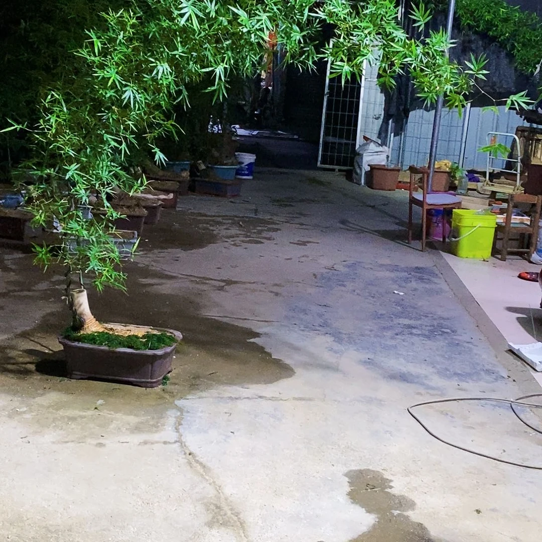 武***少无花朵小叶簕竹一物一拍