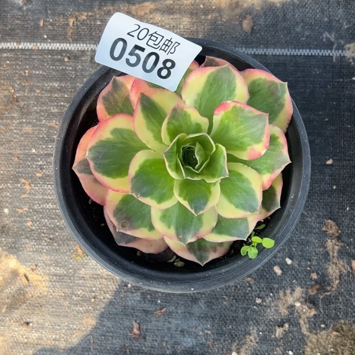 多肉植物508种植物