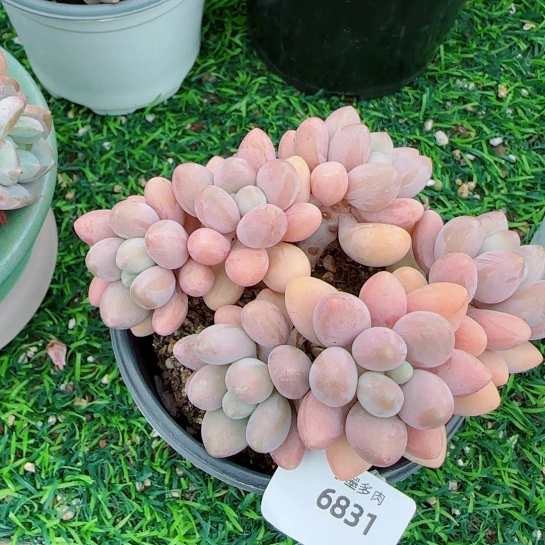 粉恋，6831多肉植物