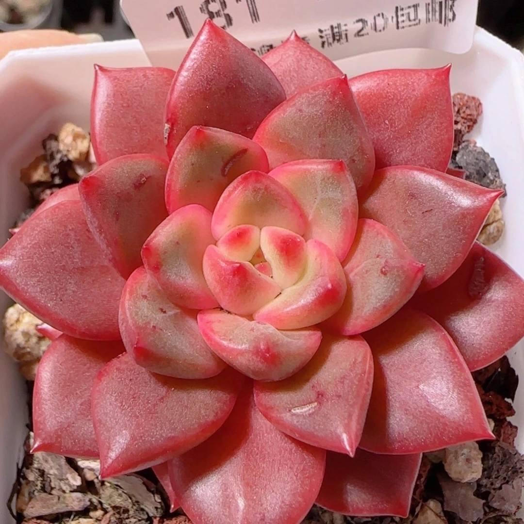 花语多肉1202-181溏心