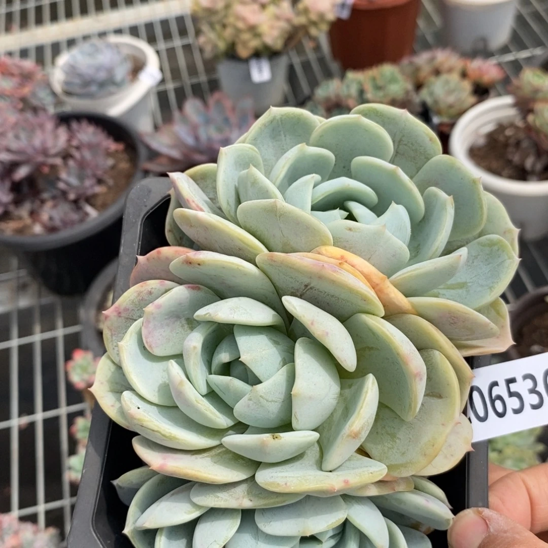 6536劳林三头一物一拍