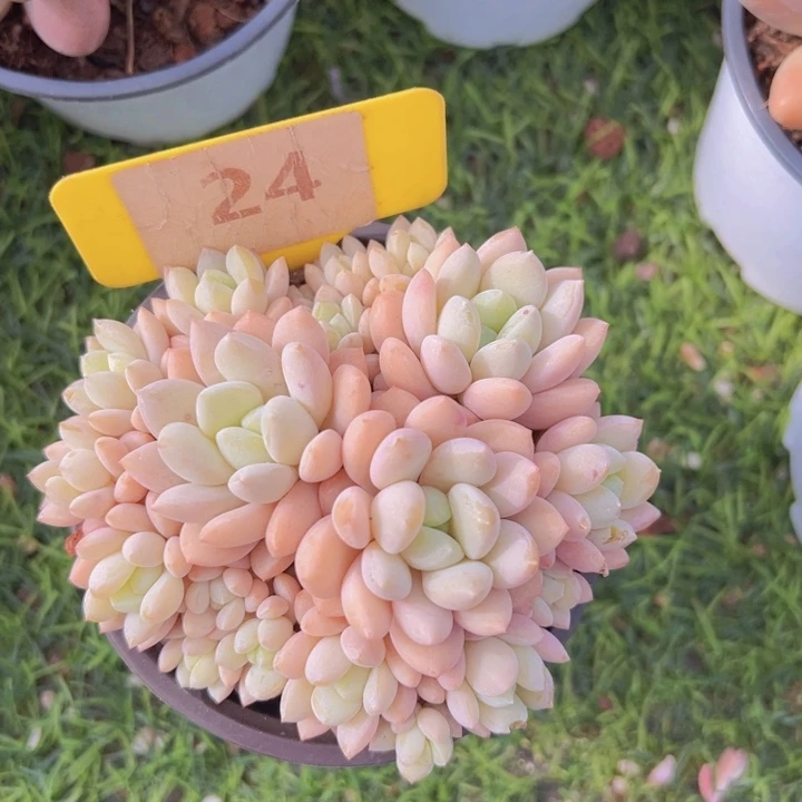 健健康康平平安安