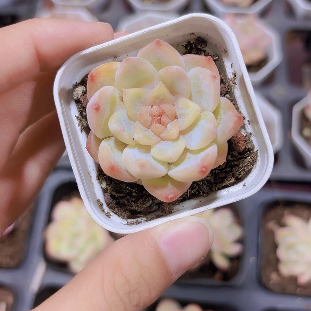 精品韩版冰魄多肉植物