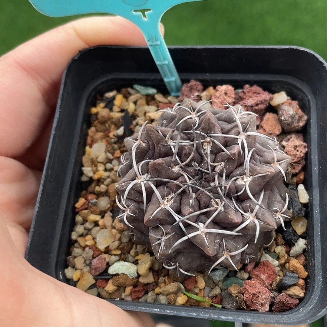 6332 雷头实生裸根发货