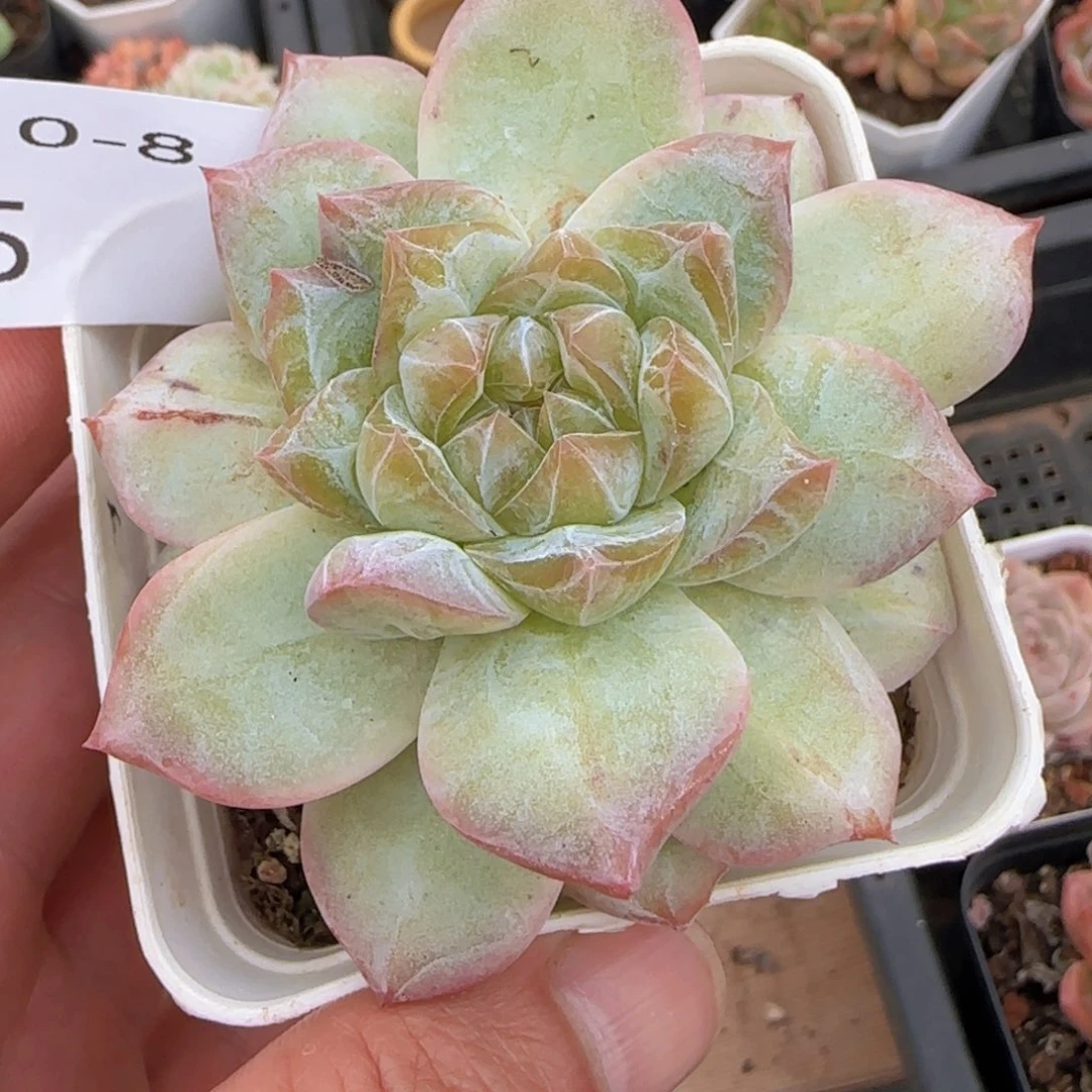 粉钻石化单头一颗