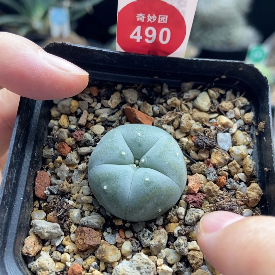 实生白肌海鲜2.7cm一棵仙人球