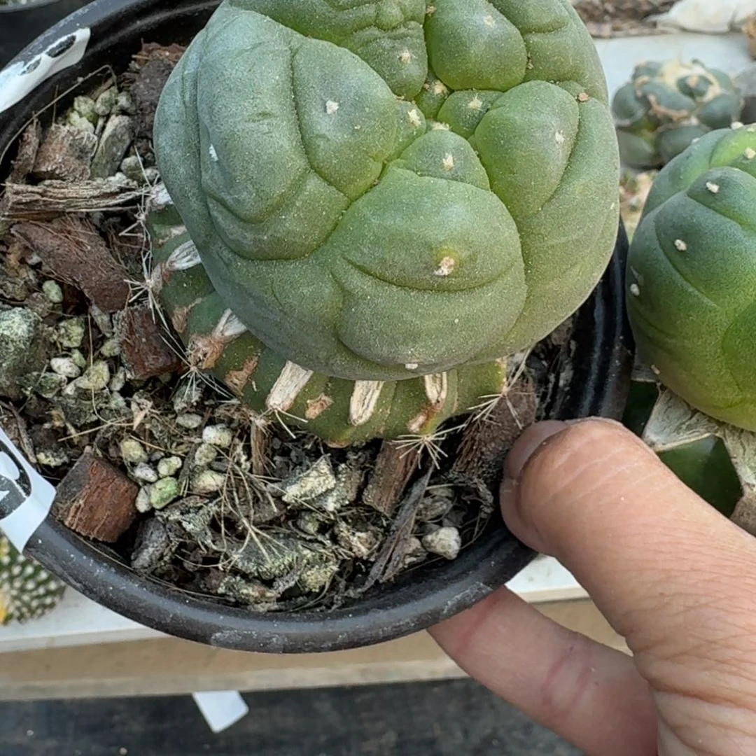【闪购商品】莲*两颗鲜829.833