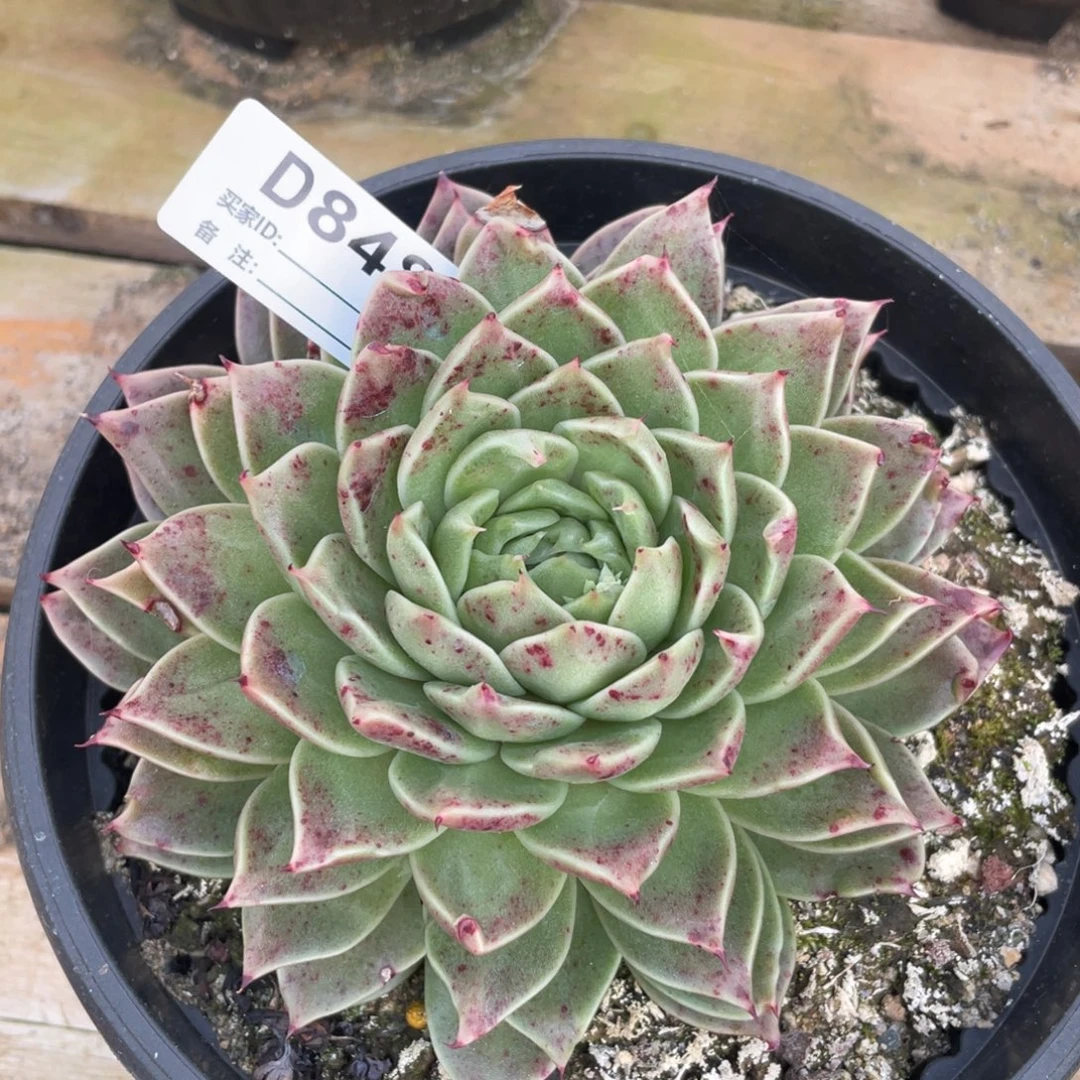 无花朵若如东云单拍D848