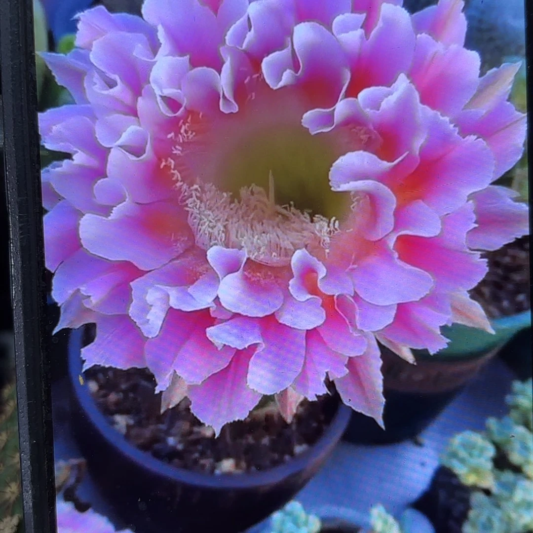 云羽彩侧牙20包邮9