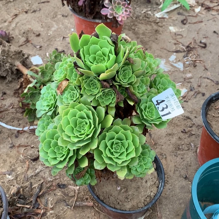 舞*431绿玫瑰手捧3号