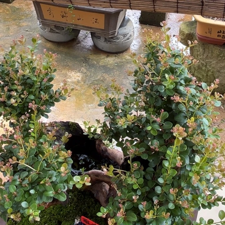 无花朵不接不说没关系