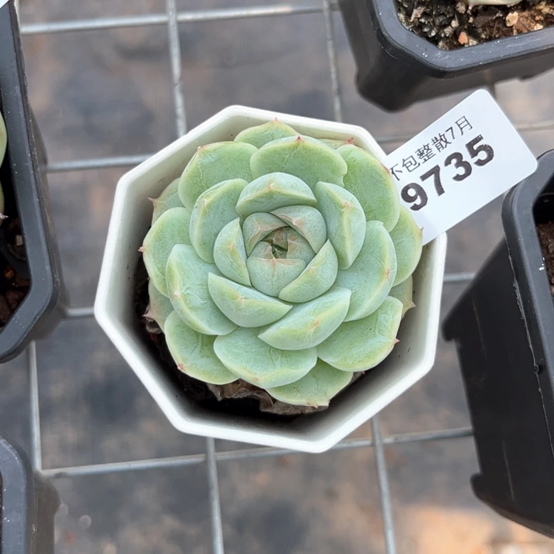 木***梓阿雅园艺。       9735
