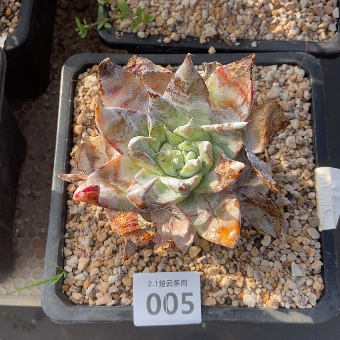 005浦西多肉植物