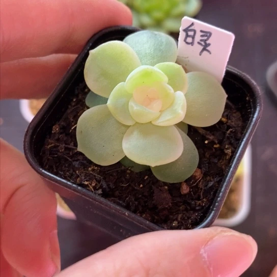 独家白灵4公分盆口