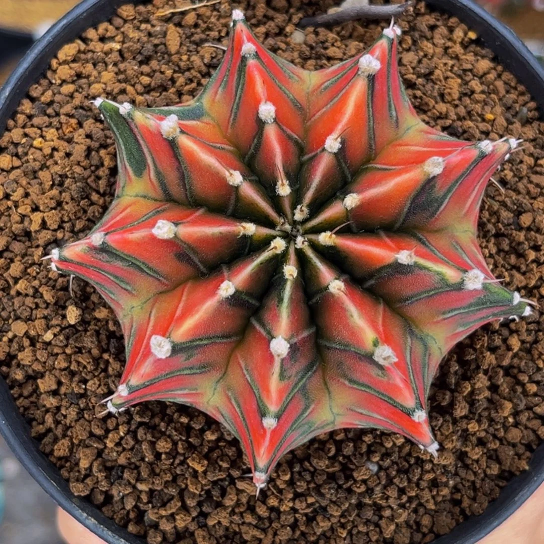 肋骨锦 米哈仙人球