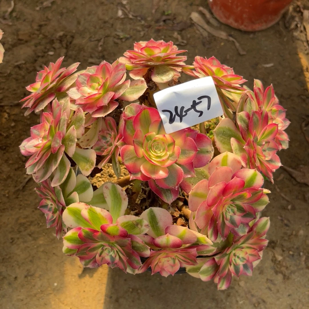 11-24-57倾城法师锦