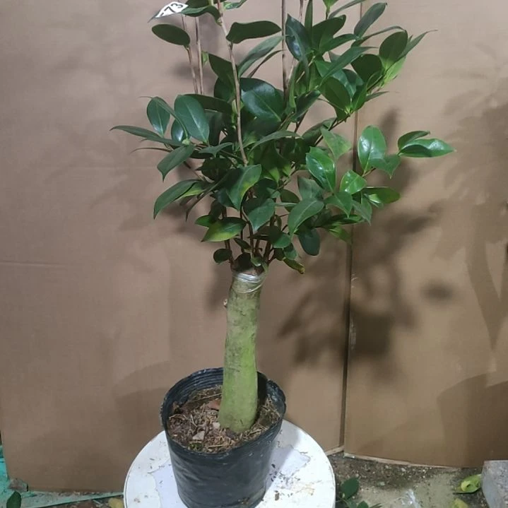 573紫棋，原盆原土发货，不包邮
