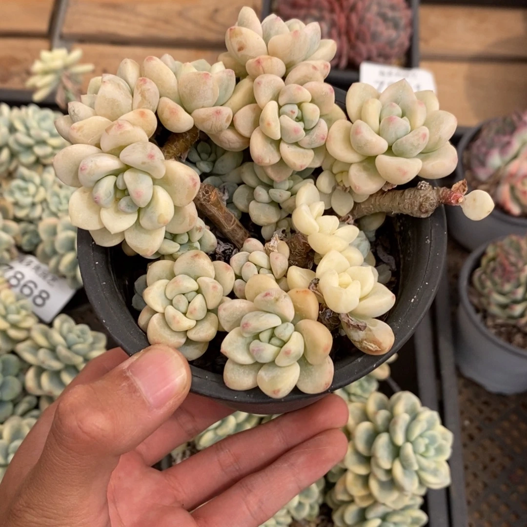 七***香劳尔锦多肉植物7872