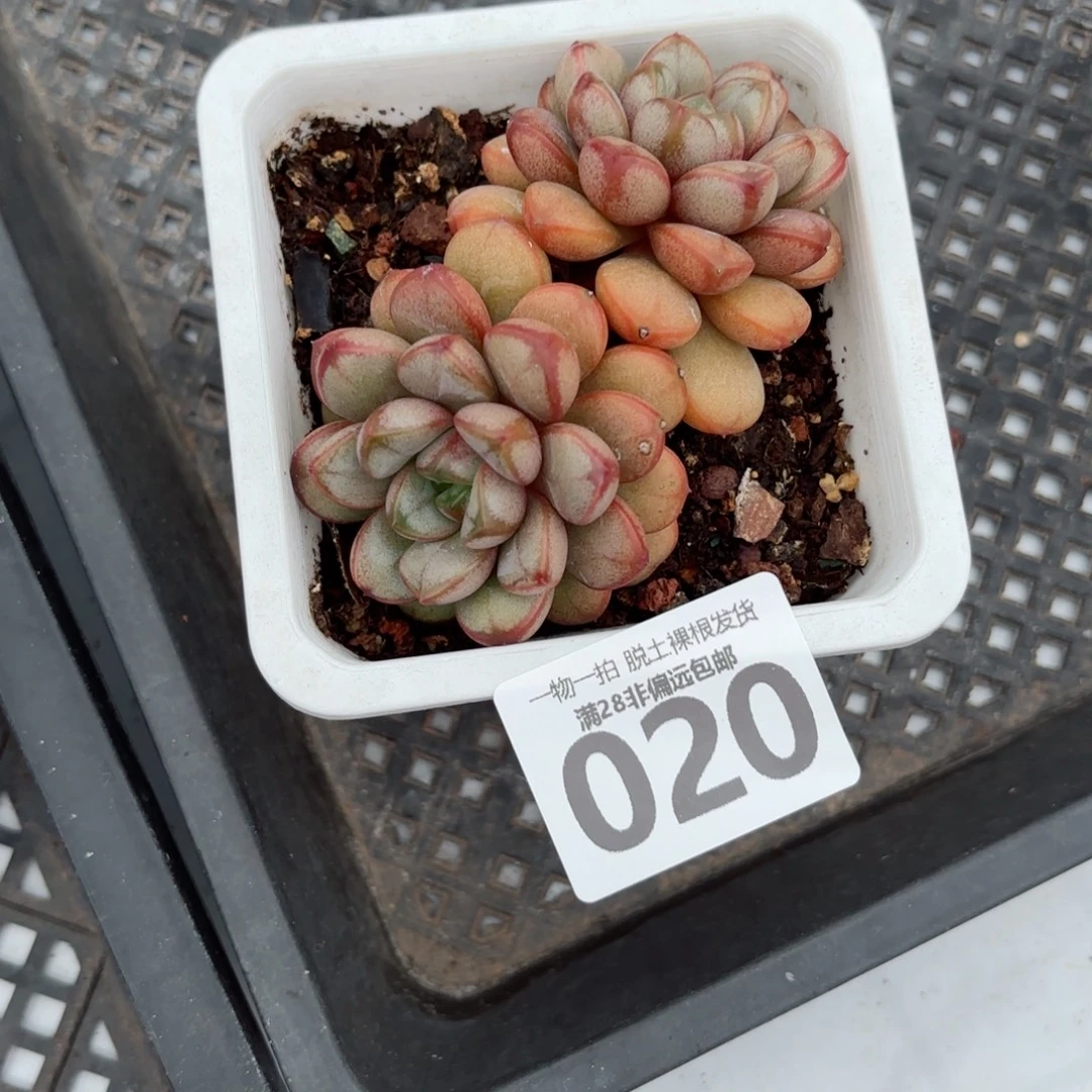 葡萄老桩无盆土发货