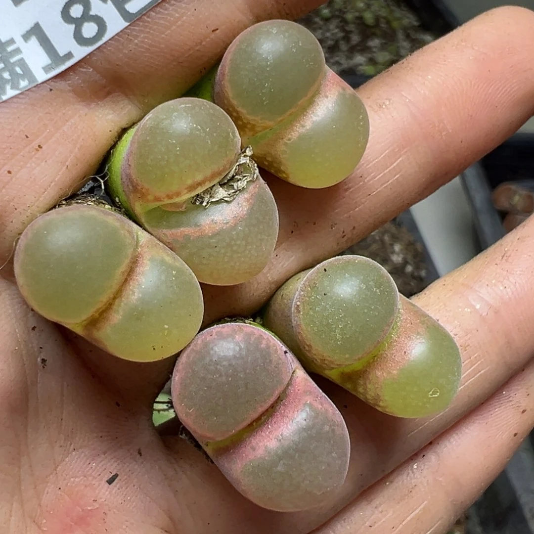 【闪购商品】313……