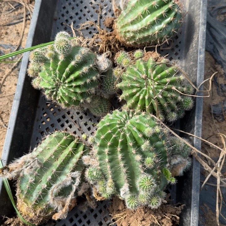 248彩草根脱土发货8公分左右，20包邮