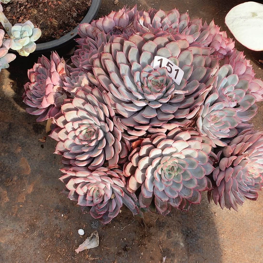 151猎户座 一物一拍多肉