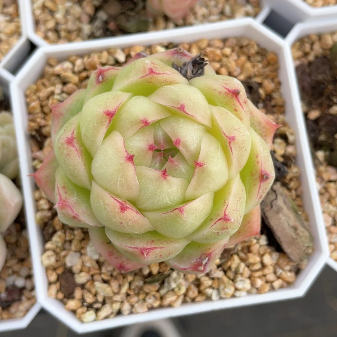 S优选麦杆福利1696