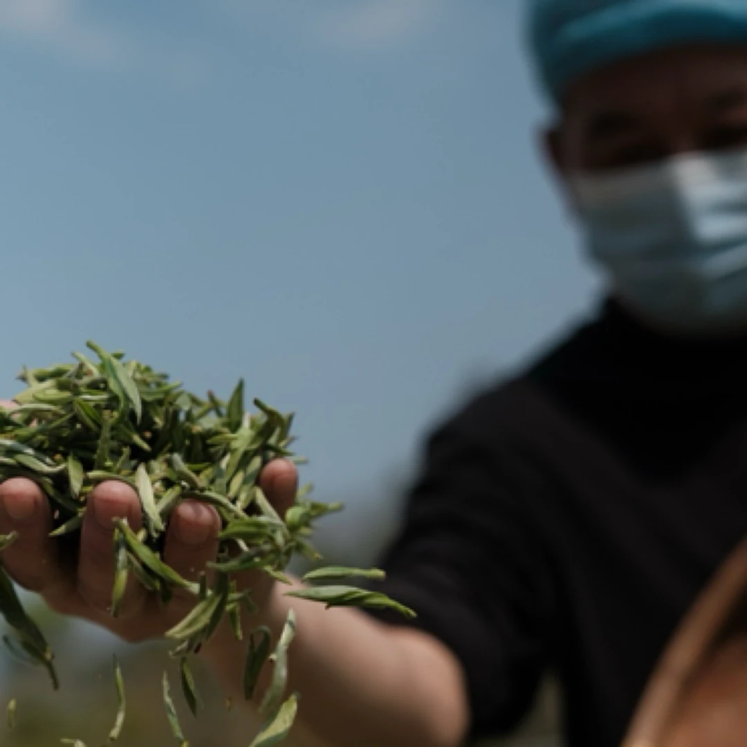 2024荒野小米针10克贡眉银针