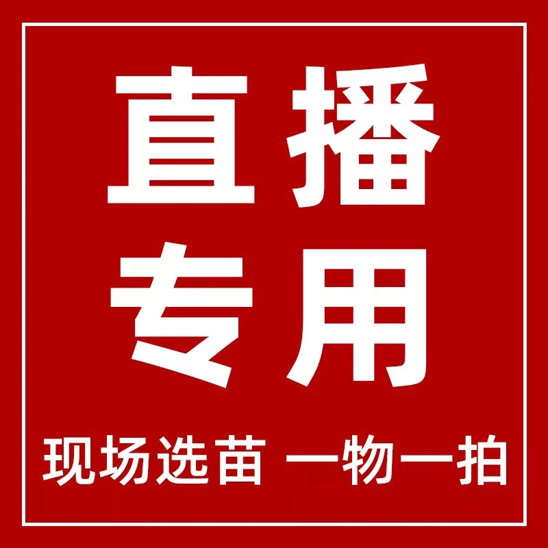 蓝莓大苗【一物一拍】原盆原土顺丰包邮（不要换盆）