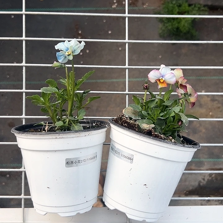 木抖音直播闪拍150/151