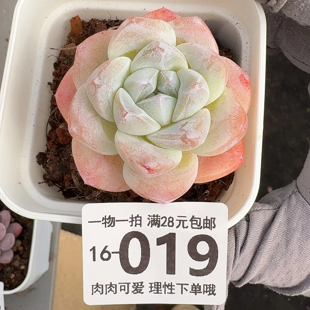 冰玉无盆土发货无盆土发货无盆土无