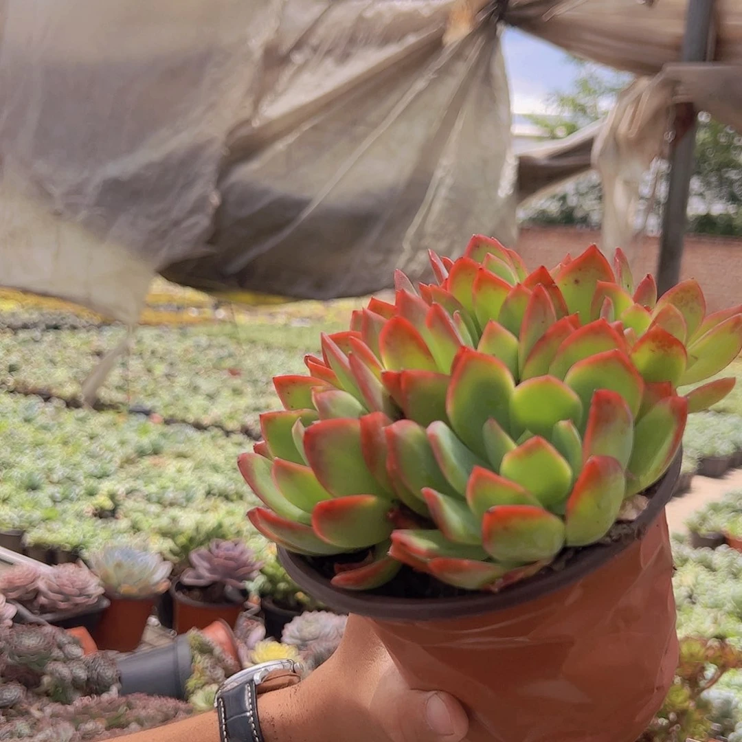 绮罗仙子 多头多群生