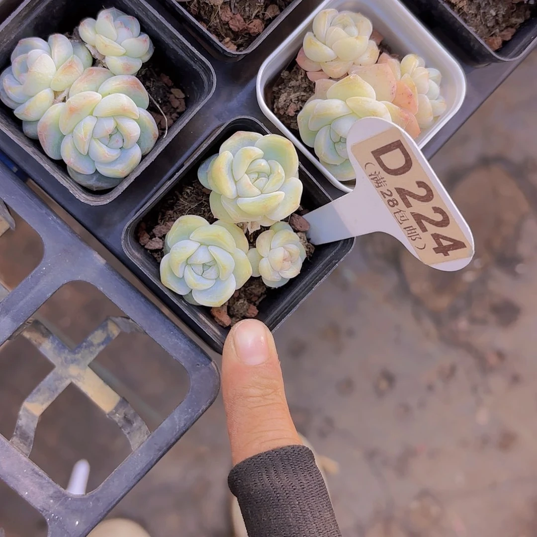 D224梦冰珍妮一物一拍