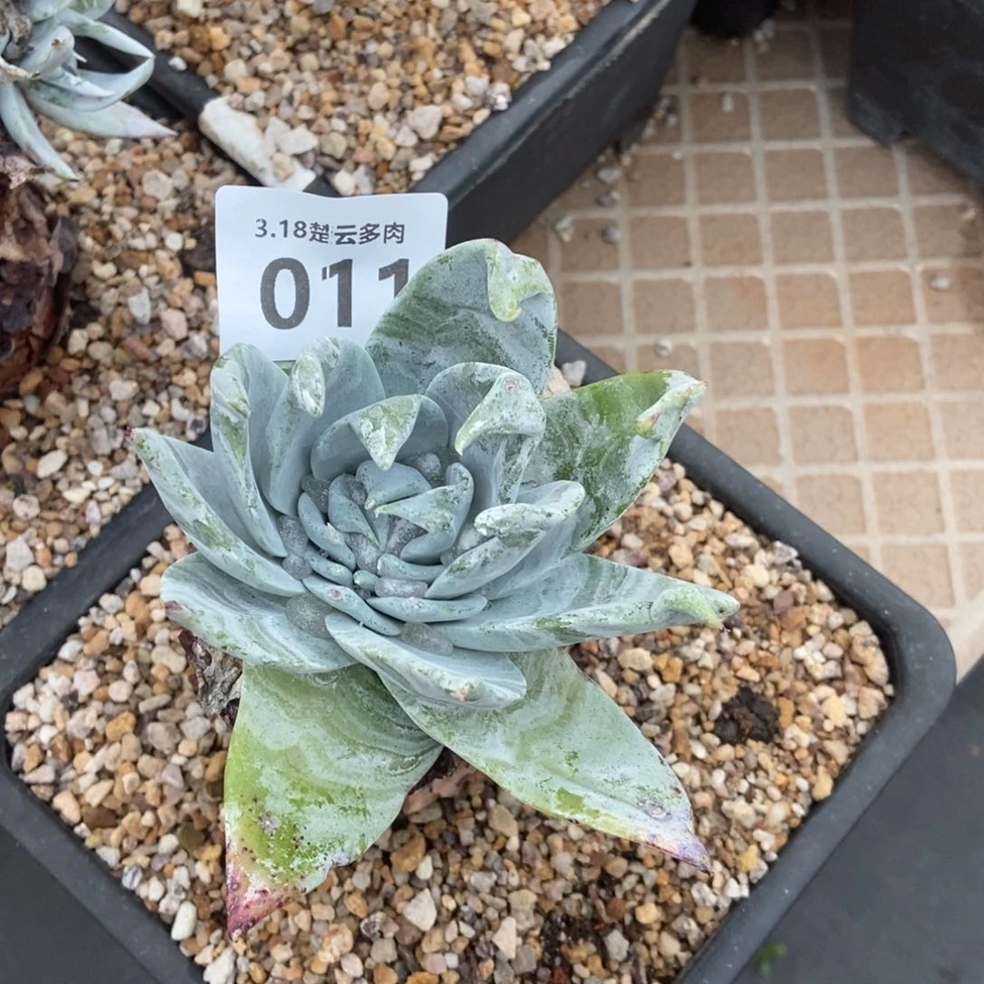 011多肉植物啦啦啦啦