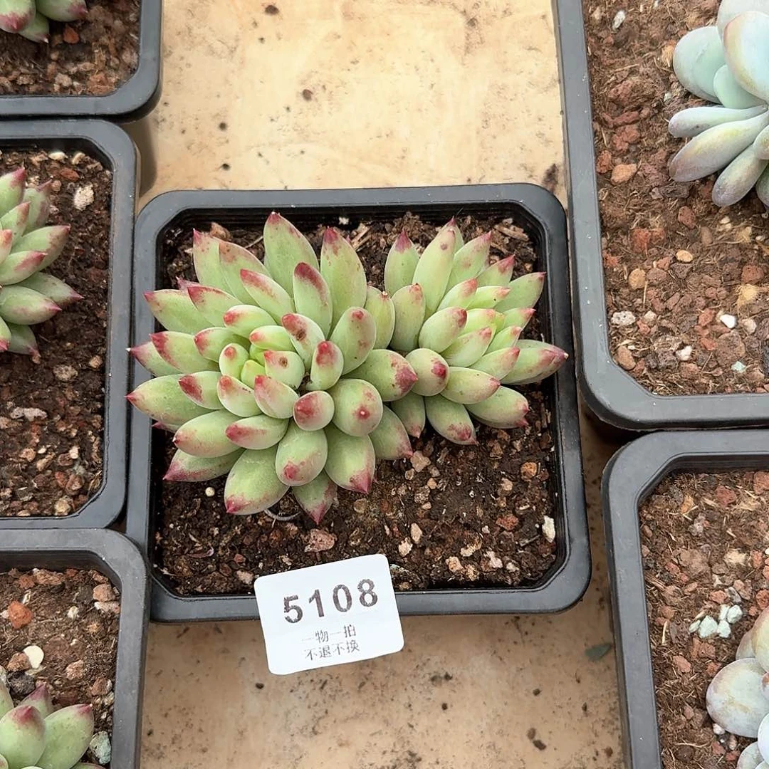 才****手5108号二代虞美人