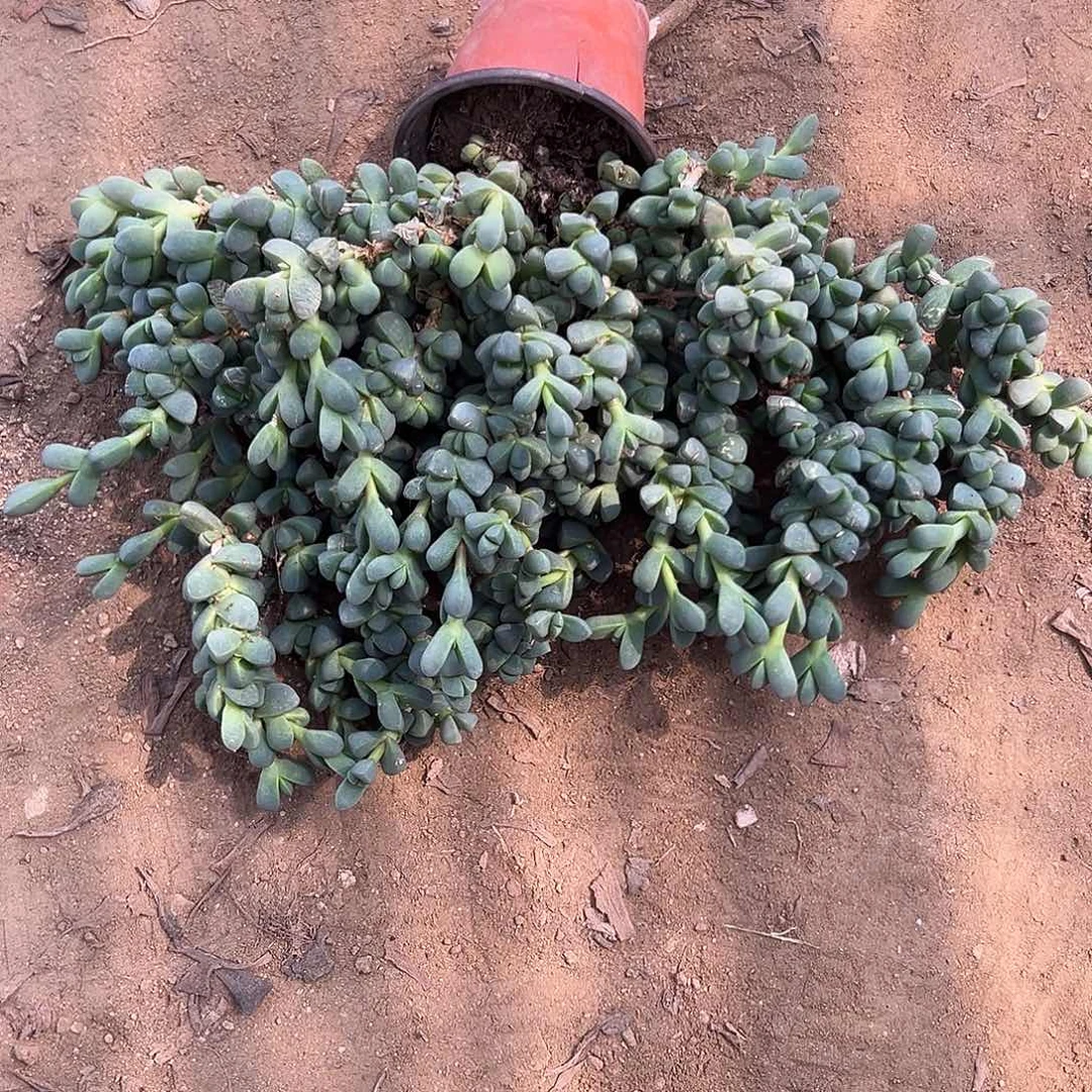 多肉植物鹿角海棠老庄