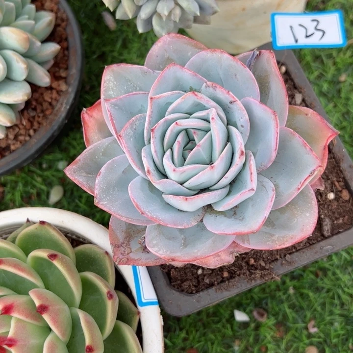 123布鲁蓝平平安安健健康康