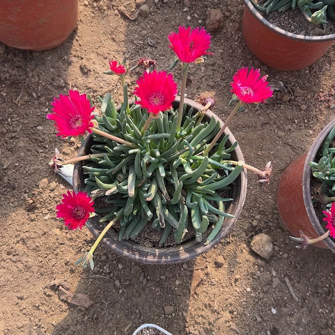多肉植物红花奔龙