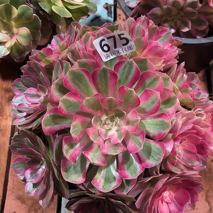 675玉芙蓉掌心多肉法师锦不包侧枝断枝