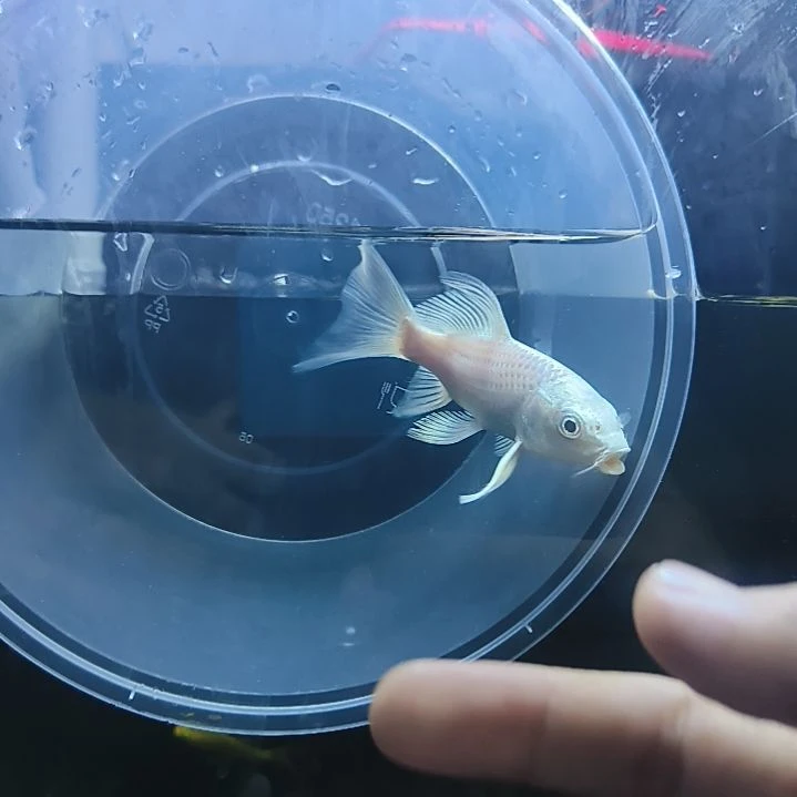 海水圆头顺背蝴蝶鲤满鳍有张力