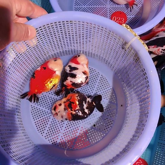 金鱼074兰寿三只特价顺丰包邮