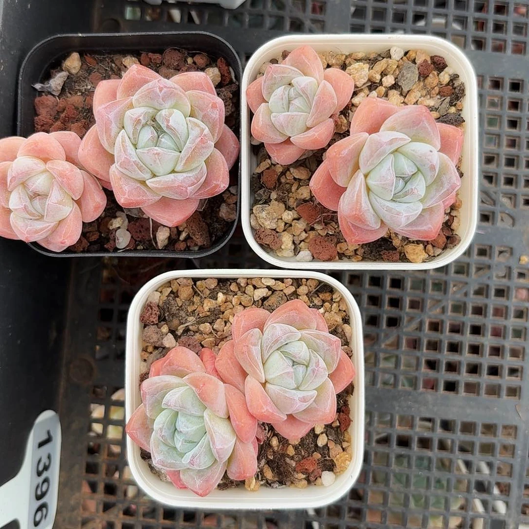 多肉冰玉双头拍2发3颗