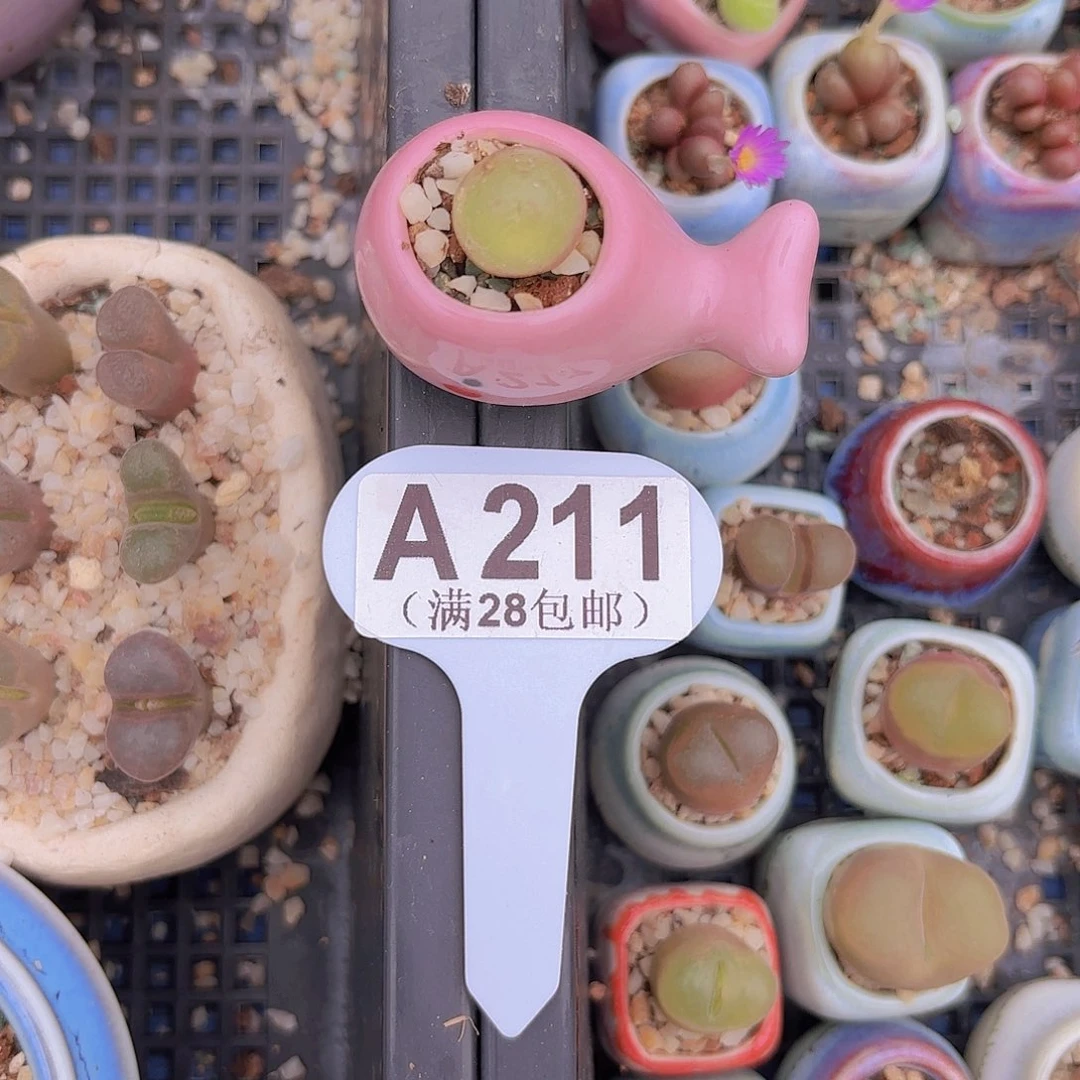 A211灯泡一物一拍