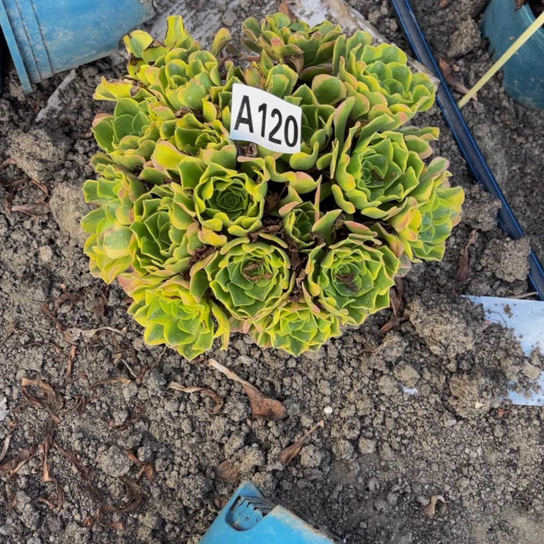 炫彩法师16///31包邮