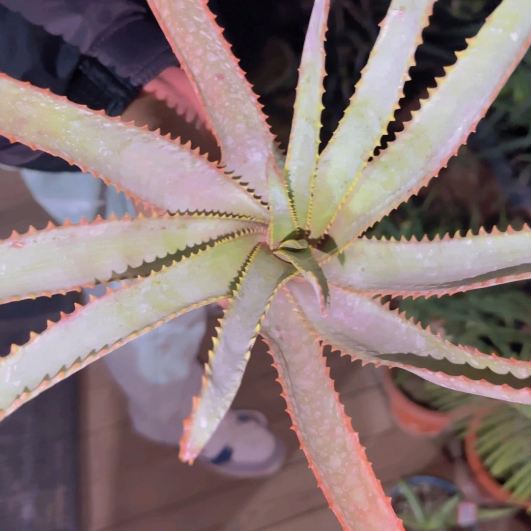 ?*皿块根植物块根植物